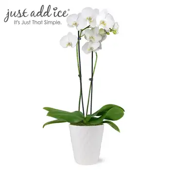 Valge ja Kollane Premium Orhidee Live Taime 5